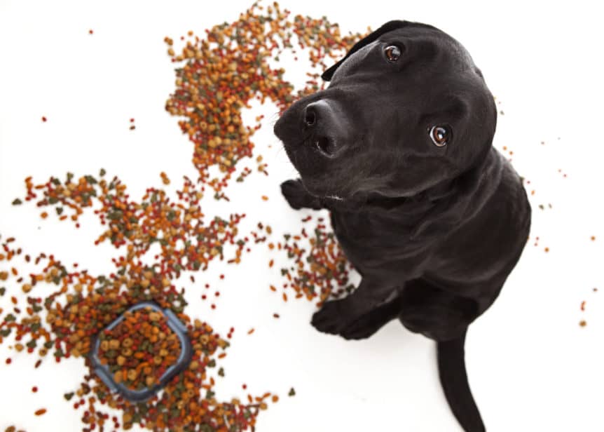 brown laborador retriever with spilled dog food